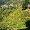 margaret's hope - plantation