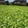 pousses de sencha de mai bio
