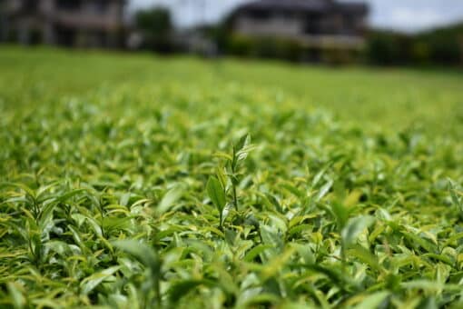 pousses de sencha de mai bio