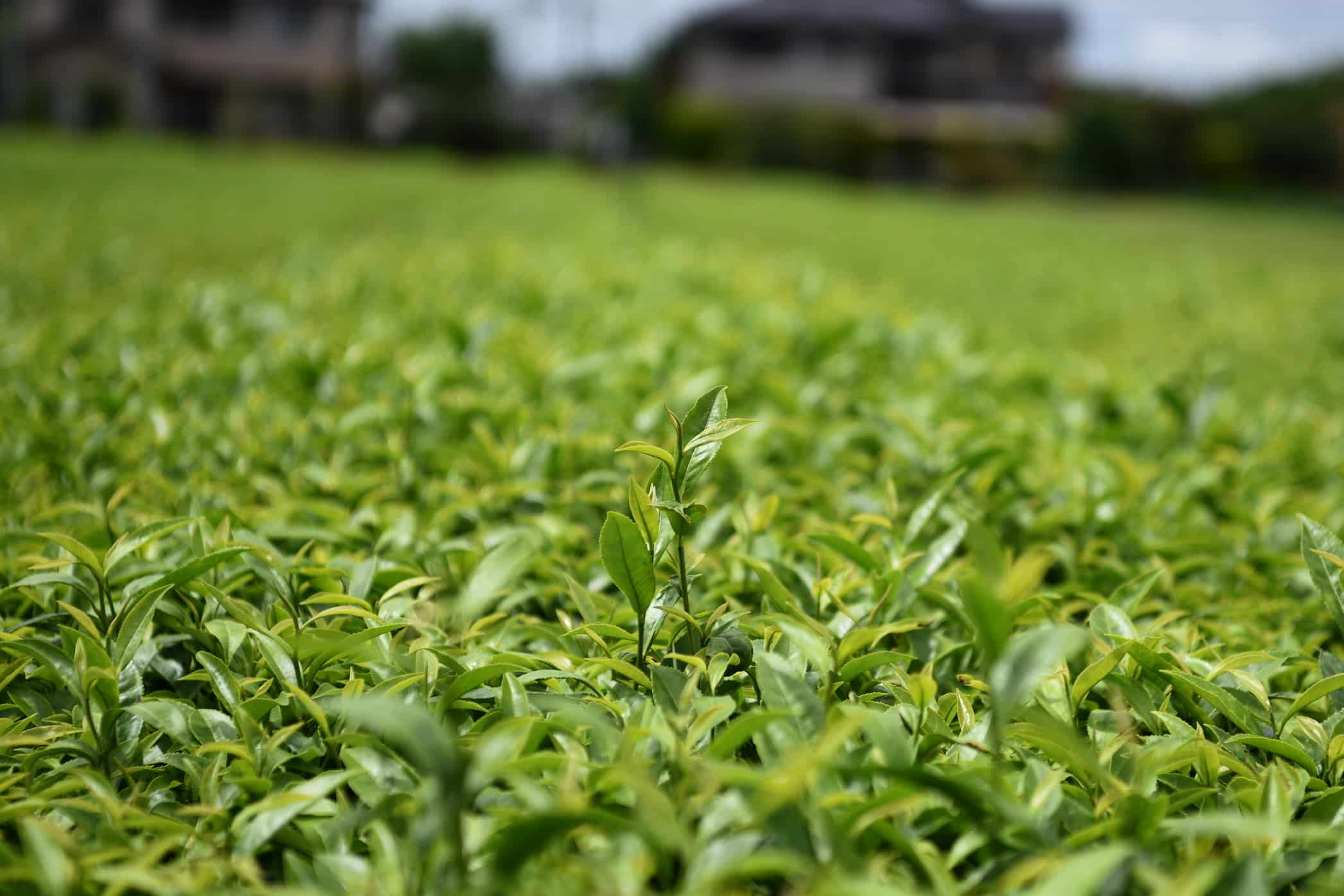 pousses de sencha de mai bio