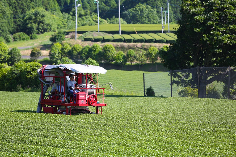 sencha kagoshima bio 2