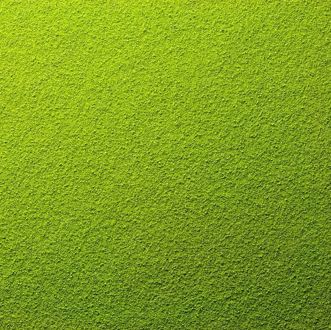 Matcha Supérieur Bio