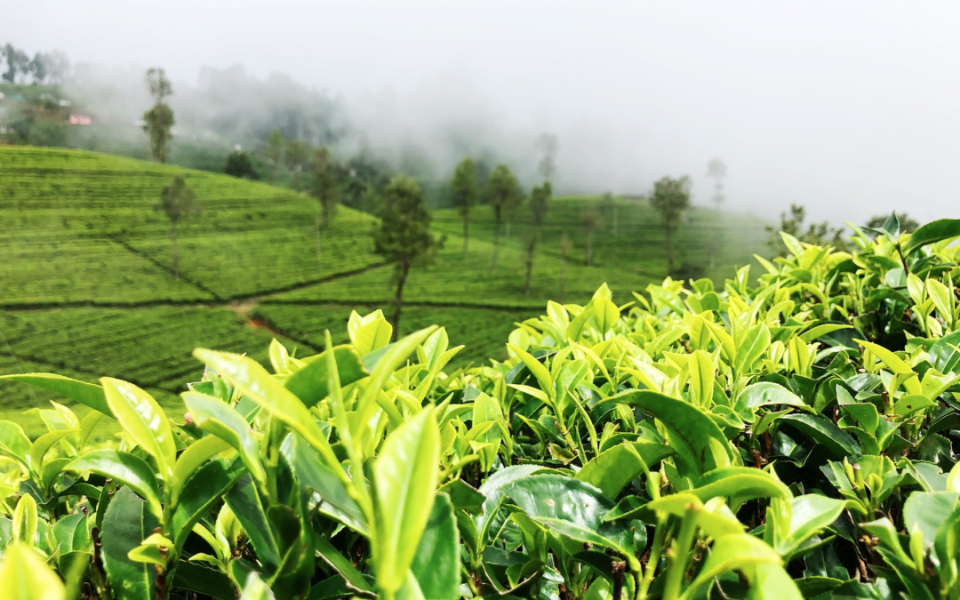 tea field