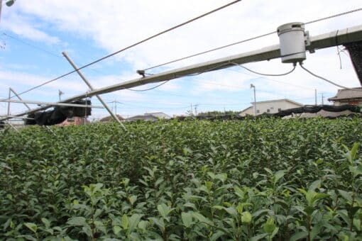 shimizu en yumewakaba fukamushi sencha plantation