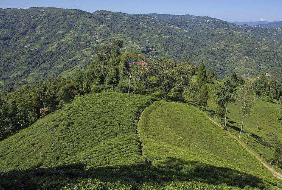 Victoria's Peak bio - DJ1