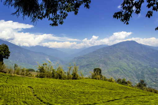 jardin temi sikkim