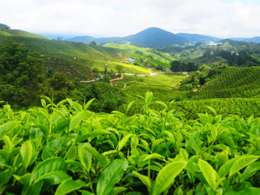 singtom blanc plantation au printemps