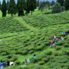 temi tea garden sikkim