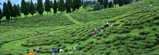 temi tea garden sikkim