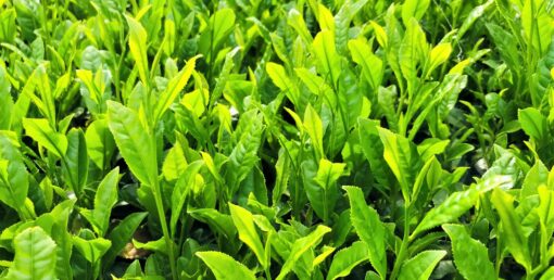 Sencha Makinohara Bio théiers