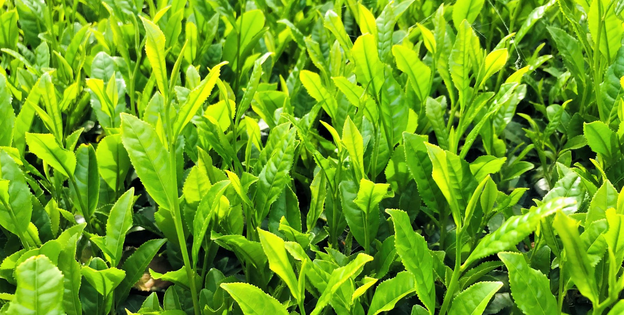 Sencha Makinohara Bio théiers