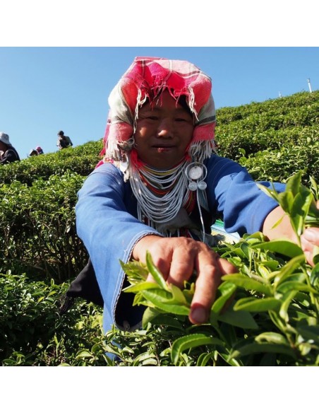 oolong jin xuan - fermière