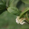 oolong osmanthe 2 - fleurs d'osmanthe