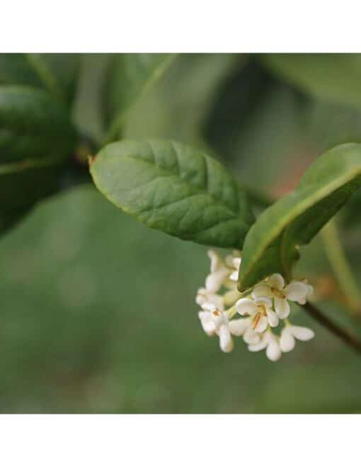 oolong osmanthe 2 - fleurs d'osmanthe