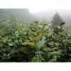 oolong osmanthe 3 - plantation