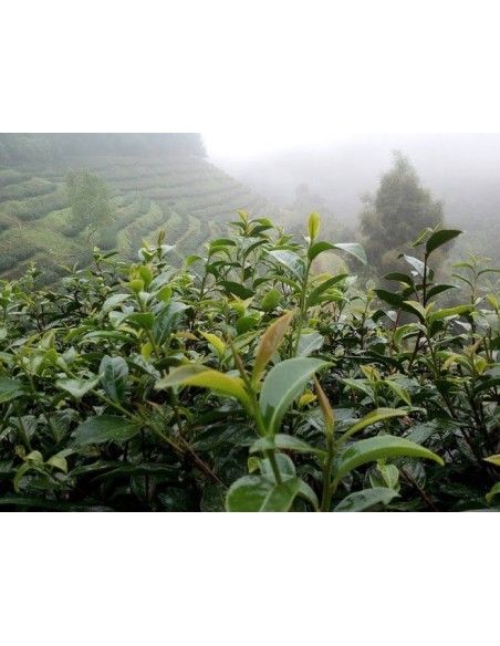 oolong osmanthe 3 - plantation