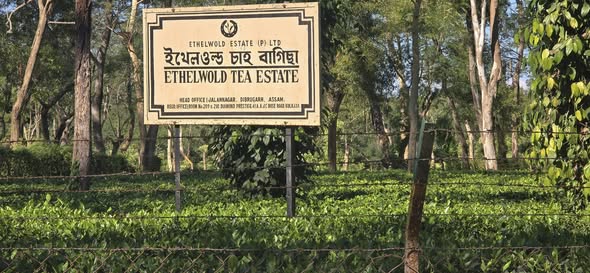 ethelwold tea estate