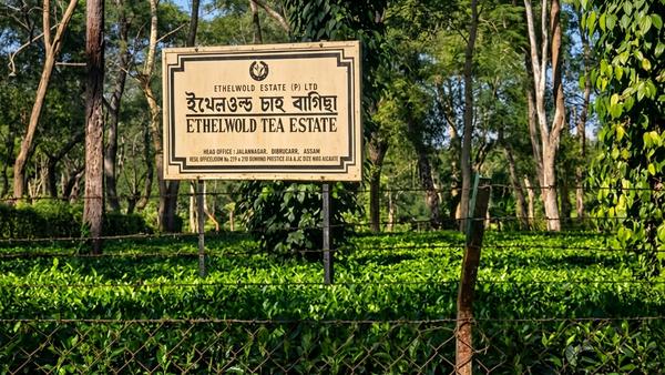 ethelwold tea estate