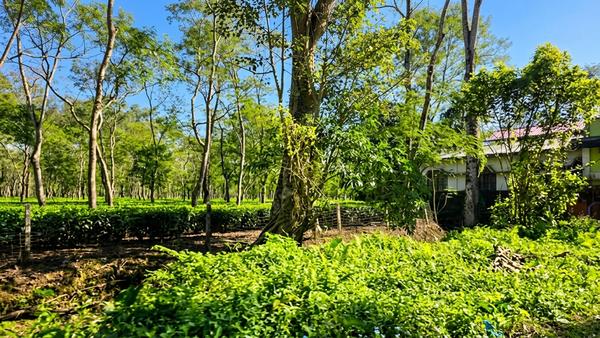 ethelwold tea garden