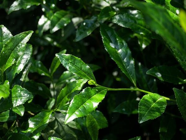 matcha kotobuki bio - feuilles ombragées - Thé Bon Thé Bio ©