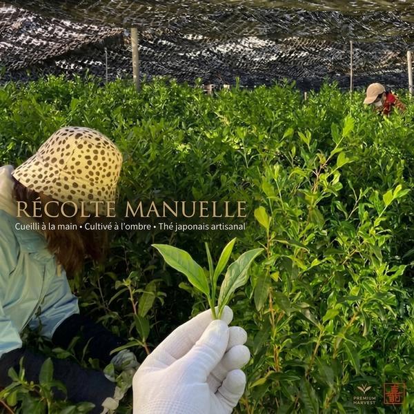 matcha ujihikari bio récolte manuelle - Thé Bon Thé Bio ©