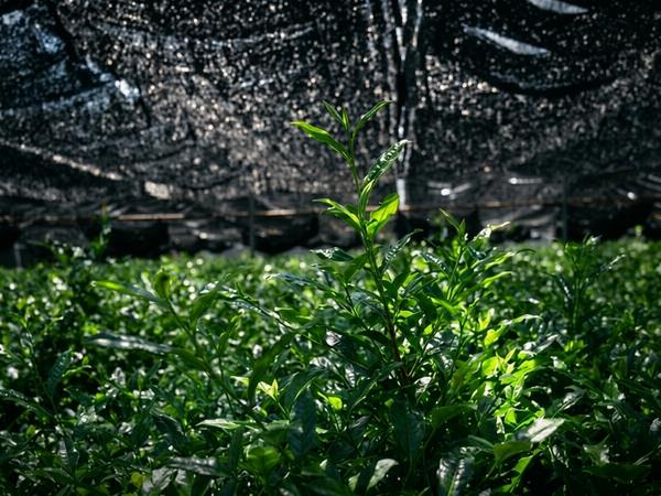 matcha seian bio - théiers ombragés - Thé Bon Thé Bio ©