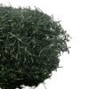 Gyokuro Mizuumi Bio feuilles sèches - Thé Bon Thé Bio ©